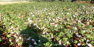 敘利亞哈塞克省加快農業復蘇 1800公頃棉花與水果種植提速