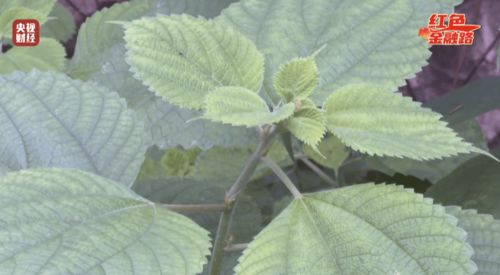 十斤黃金與果實的力量 這種植物在革命建設中的隱蔽貢獻