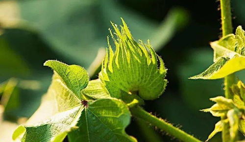 棉花的種植技術與管理——兼論與水果種植的協同發展
