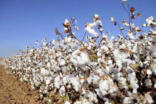 貿易壁壘下的悖論 當扣箱、禁售與加稅圍困水果種植業